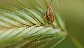 Поля Полтавщини атакують шкідники пшениці, кукурудзи, ріпаку
