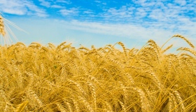 На Полтавщині планують зібрати майже 5 млн тонн зернових
