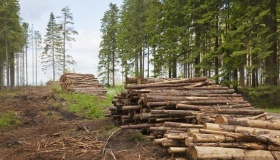 На Полтавщині незаконно вирубали сотні дерев