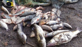 25 кг незаконно виловленої риби обійшлися в 4.5 тисячі гривень