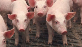 У Біликах підприємство в авральному темпі розпродує більше 15 тисяч свиней