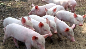 На Полтавщині - ще один спалах африканської чуми свиней