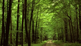 За використання лісів до бюджету сплатили 4.7 мільйона гривень