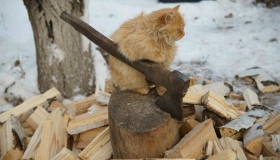 Лісівники Полтавщини готові всіх забезпечити дровами
