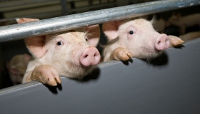 На Полтавщині - ще один спалах африканської чуми свиней