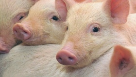 У селі на Полтавщині через чуму знищать усіх свиней