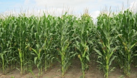 Аграрії Полтавщини зібрали кукурудзи, сої та соняшнику більше ніж три мільйони тонн