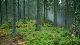 На Полтавщині 33 тисячі га лісів не мають господаря