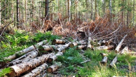 На Полтавщині група лісівників незаконно нарубала дерев на мільйон гривень