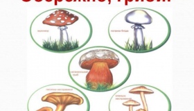 На Полтавщині заборонили торгівлю дикорослими грибами