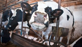 Полтавські корови дають у п'ять разів менше молока від ізраїльських