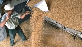 На Полтавщині зібрали майже 4 млн тонн зернових