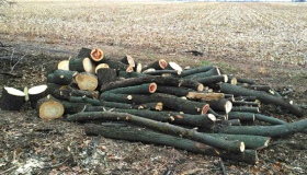На Полтавщині поліція припинила незаконну порубку дерев