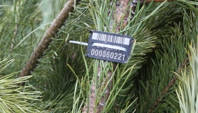 На Полтавщині готові продавати новорічні ялинки - більше 84 тисяч дерев