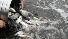 На Полтавщині перед зимою випустили в Дніпро шість тонн риби