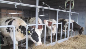 Американці допомогли відкрити на Полтавщині молочну ферму