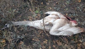 На Полтавщині мисливець-браконьєр підстрелив лебедя
