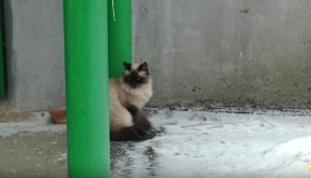 Невідомі в Полтаві труять котів. ВІДЕО