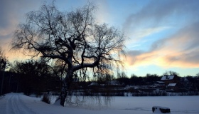 Зимовий дендропарк вражає небом і сніговим затишком. ФОТО