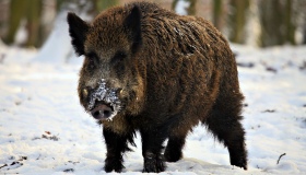 На Полтавщині виявили третій за рік спалах чуми свиней