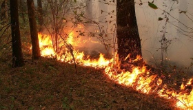 Третина лісів області має найвищий рівень пожежної небезпеки