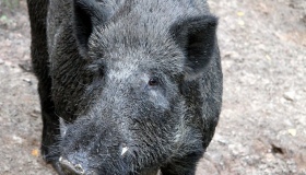 На Полтавщині дикий кабан підхопив африканську чуму свиней