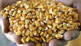 Полтавщина втратила майже мільйон тонн незібраної кукурудзи