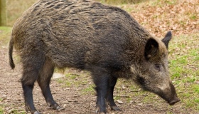 На Полтавщині зафіксували третій випадок африканської чуми свиней у дикій природі