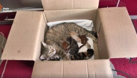 У Полтаві кішка стала матір'ю для двох білок. ВІДЕО