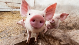 На Полтавщині зафіксували ще один спалах чуми свиней