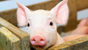 На Полтавщині - найбільша в Україні кількість спалахів чуми свиней