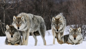 До села на Полтавщині внадилися вовки. Нібито через чуму свиней