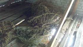 У будинку на Полтавщині знайшли два кілограми висушених конопель