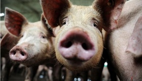 Справжня епідемія: на Полтавщині виявили ще один спалах чуми свиней