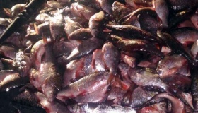 На Полтавщині двоє рибалок наловили риби на 150 тисяч гривень