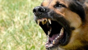 За напад собаки без повідка й намордника на жінку - штраф 51 гривня