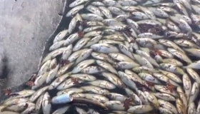 У ставку під Полтавою зафіксували масову загибель риби. ВІДЕО