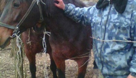На Полтавщині викрали коней. Шукали з собаками