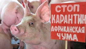 У Полтавській області у двох населених пунктах зняли карантин із приводу чуми свиней