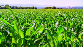 На Полтавщині засіють кукурудзою площу, вдвічі більшу за територію Люксембургу