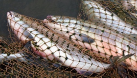 За тиждень браконьєри наловили риби на понад 960 тисяч грн