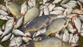 На Полтавщині затримали 20-річного рибалку з уловом на дев'ять тисяч