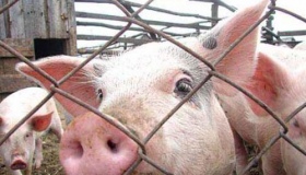 На Полтавщині знову виявили спалах чуми свиней