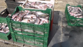 В акваторії Кременчуцького водосховища спіймали браконьєрів зі 100 кілограмами риби