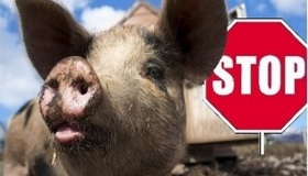 На Полтавщині через АЧС знищили понад півтисячі голів свиней