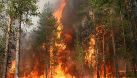 На Полтавщині почали горіти ліси