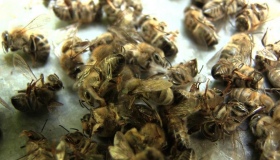 У Полтавському районі зафіксовані масові випадки отруєння бджіл. ВІДЕО