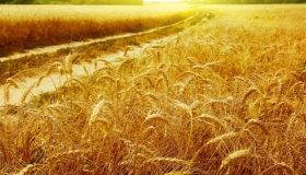 Через посуху врожай ранніх зернових на Полтавщині буде на третину гірший