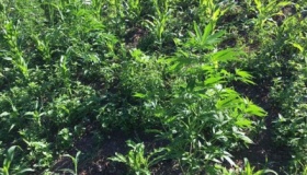 На Полтавщині виявили плантацію марихуани
