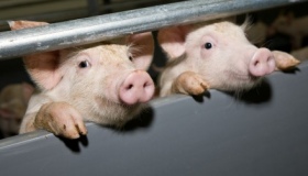 На Пирятинщині зняли карантин щодо африканської чуми свиней